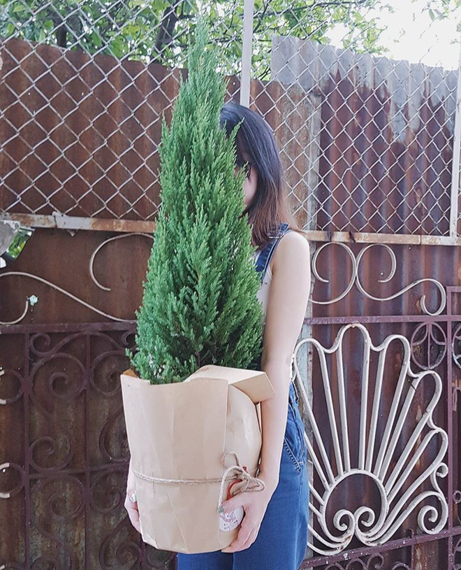 Đa phần các cây Sơn Tùng thường cao cỡ 60cm - 140cm, ôm rất vừa tay và thường được bọc trong túi giấy trước khi được đem ra để sống ảo.