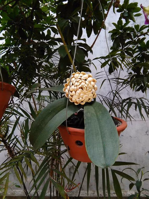 Năm nay Tết và ngày Valentine cận kề nhau, nhiều người đau đáu không biết nên tặng người yêu quà gì vừa lãng mạn, tình cảm nhưng cũng phải hợp túi tiền một tý. Vì vậy, cư dân mạng đã bày cách lựa chọn món quà Valentine ý nghĩa, vừa không mất đồng nào lại khiến người yêu nhìn thấy đã phải cảm động không thôi.