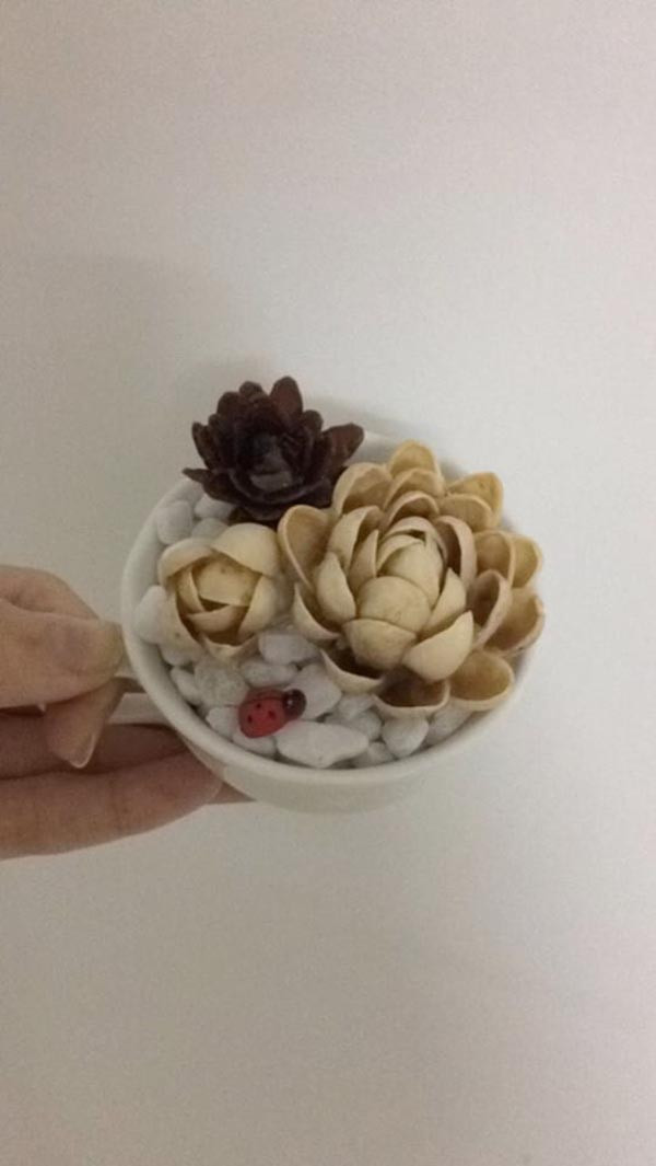 Một ly hoa đá không bao giờ phải chăm bón phân hay tưới nước.