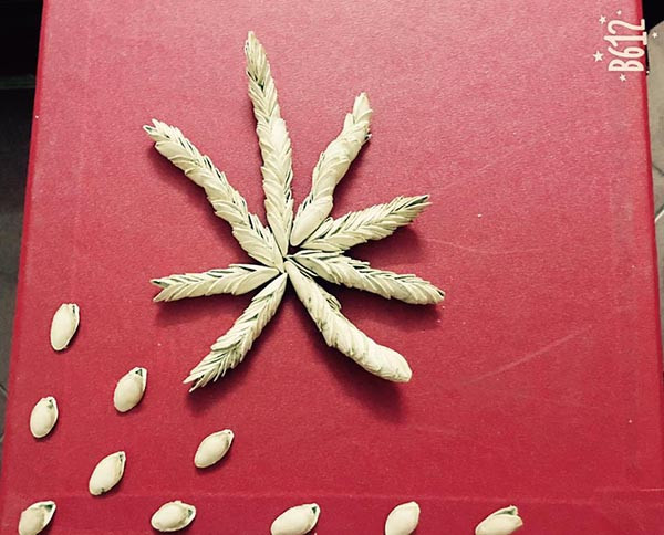 Để làm được những bông hoa từ vỏ hạt bí, hạt dẻ cười cũng đòi hỏi người làm cần khéo léo, tỉ mỉ từng chút một. Và thành quả đạt được lại không hề nhỏ chút nào.