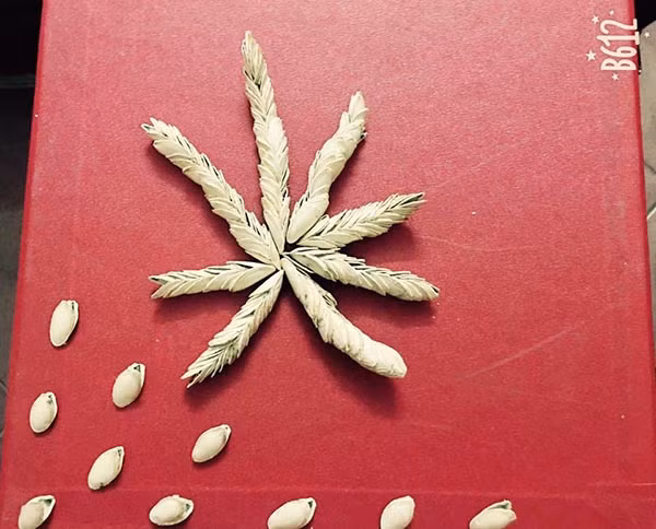 Để làm được những bông hoa từ vỏ hạt bí, hạt dẻ cười cũng đòi hỏi người làm cần khéo léo, tỉ mỉ từng chút một. Và thành quả đạt được lại không hề nhỏ chút nào.