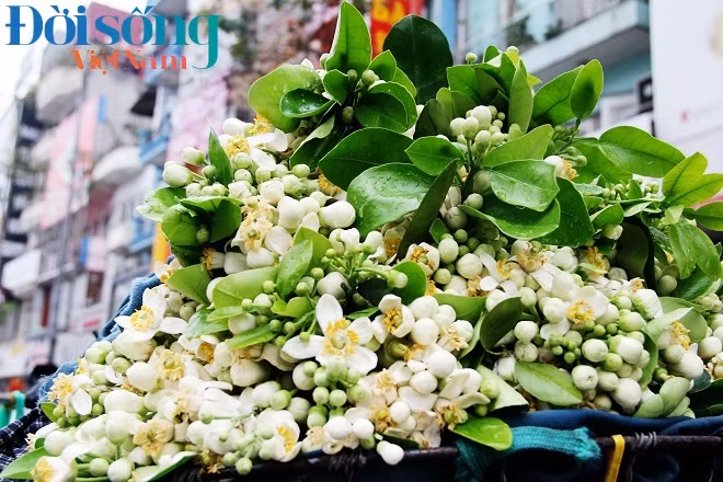 Những chùm hoa bươi tinh khôi tỏa hương thơm khắp con phố. Ảnh C.N