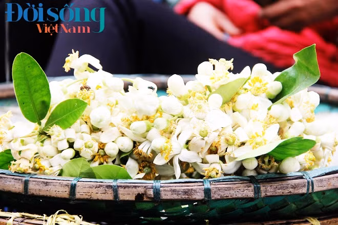 Khắp các tuyến phố Giảng Võ, Xã Đàn, Tây Sơn...thơm ngát mùi hương bưởi. Ảnh C.N