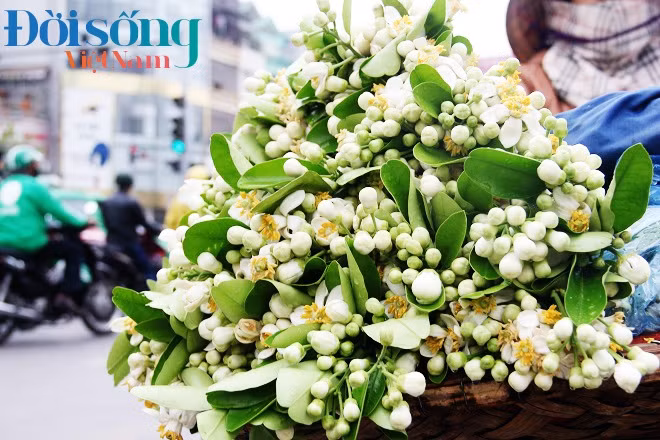 Chị Liên ở Hà Đông, Hà Nội, một người nhiều năm bán hoa bưởi trên phố Giảng Võ chia sẻ: “So với mọi năm thì năm nay hoa bưởi bán kém hơn. Tuy là đầu mùa nhưng chúng tôi bán rất chậm lại rẻ nữa. Giá cả giao động từ 15.000 đồng - 20.000 đồng/lạng, còn hoa bưởi rời giá bán còn rẻ hơn nữa”.