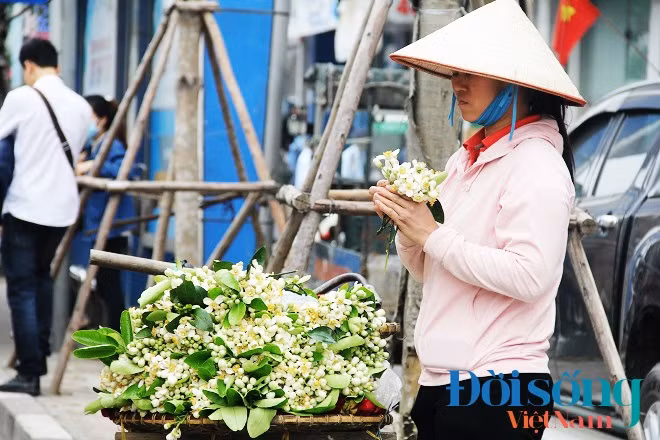 Thời điểm này chưa phải chính vụ hoa bưởi nhưng do thời tiết năm nay ấm hơn nên chùm hoa bưởi bung sớm. Tuy mới đầu vụ nhưng giá hoa bưởi so với mọi năm không cao, thị trường bán kém hơn