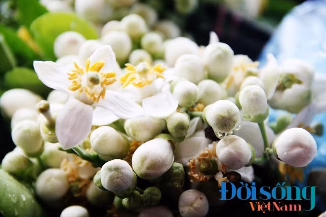 Những túi hoa bưởi rời như thế này có giá rẻ hơn. Ảnh C.N