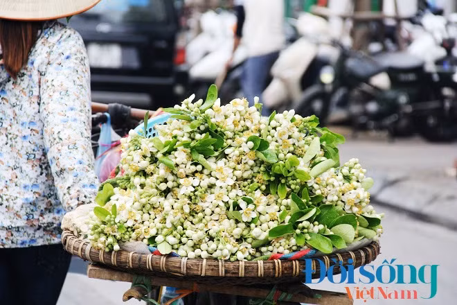 Bó hoa bưởi có giá 50.000 đồng. Ảnh C.N