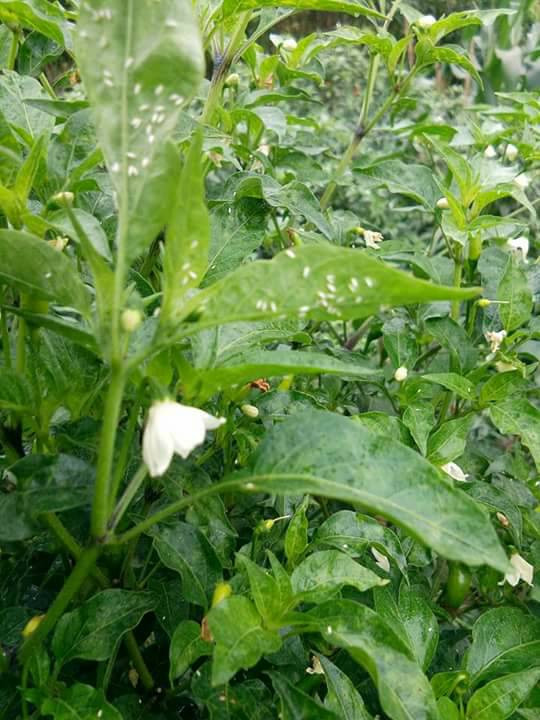 Ớt bị sâu bệnh cũng mặc kệ.