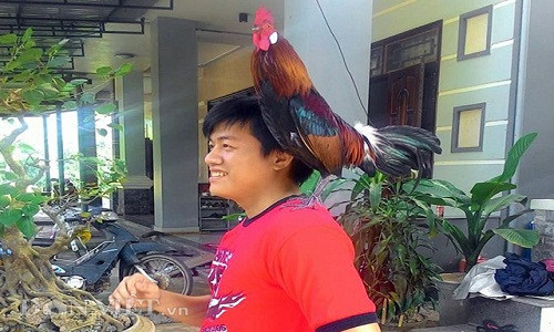 Bên cạnh gà rừng chính gốc, gà rừng lai cũng đã được chọn nuôi làm cảnh (Ảnh: facbook Sky Phạm).