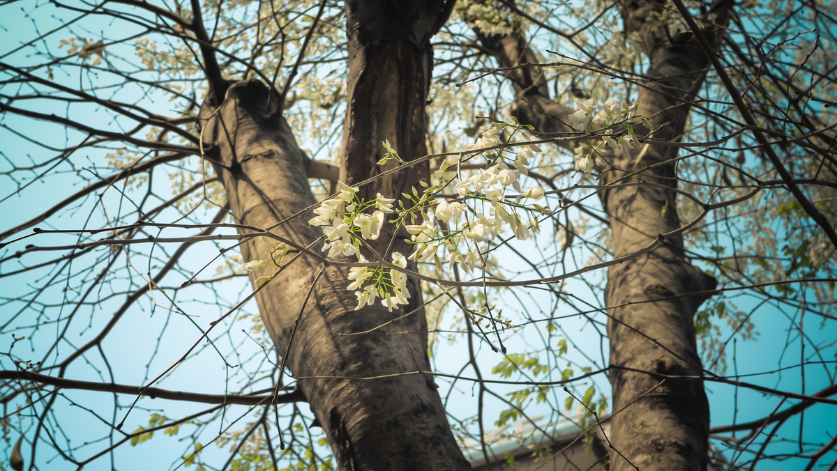 Năm nay, hoa sưa nở đẹp một cách lạ lùng, trắng như những bông tuyết, phủ khắp trời Hà Nội.