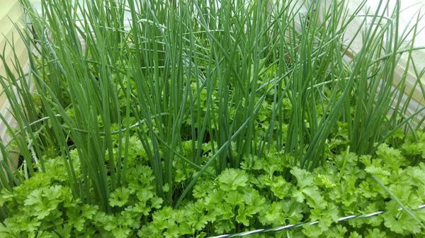 Không phụ công anh chăm sóc, các loại rau đều tươi tốt.