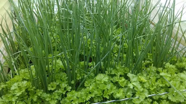 Không phụ công anh chăm sóc, các loại rau đều tươi tốt.