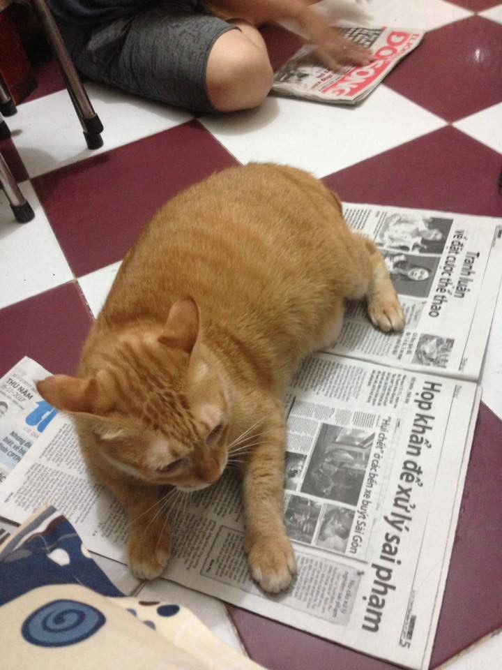 Được cưng chiều hết mức nên nhiều vật nuôi luôn quấn quýt ông bà.