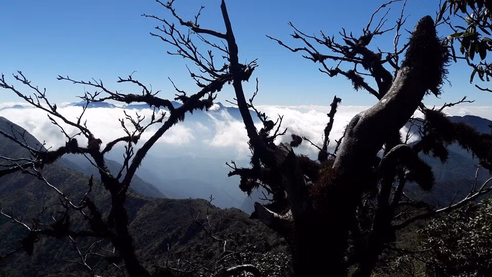 Cây dẻ mọc nơi lưng chừng núi Pờ Ma Lung cao 2967m