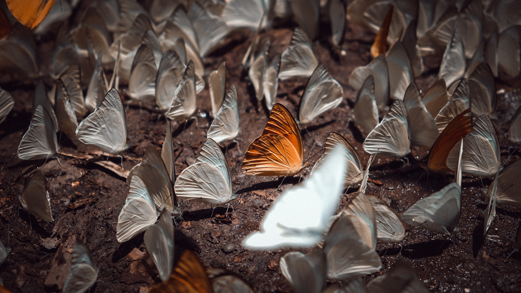 Đàn bướm thường ra nhiều nhất vào những ngày nắng đẹp, biến nơi đây như một khu rừng đa sắc màu. Đây cũng là dịp rừng Cúc Phương đón nhiều du khách đến tham quan và chiêm ngưỡng.