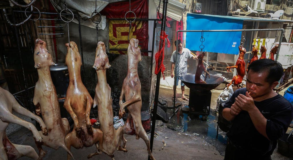 Zhang Huahua, giảng viên Đại học Công nghệ Hoa Nam tại tỉnh Quảng Tây, đã khiếu nại với các cơ quan chức năng thành phố Ngọc Lâm rằng lễ hội vi phạm các quy định về bảo vệ môi trường. "Việc giết mổ vô tội vạ chó từ bên ngoài đưa vào Ngọc Lâm mà không qua các bước kiểm tra có thể ảnh hưởng nghiêm trọng đến trật tự xã hội, phong tục địa phương và môi trường", ông cho biết. (Ảnh: AP)