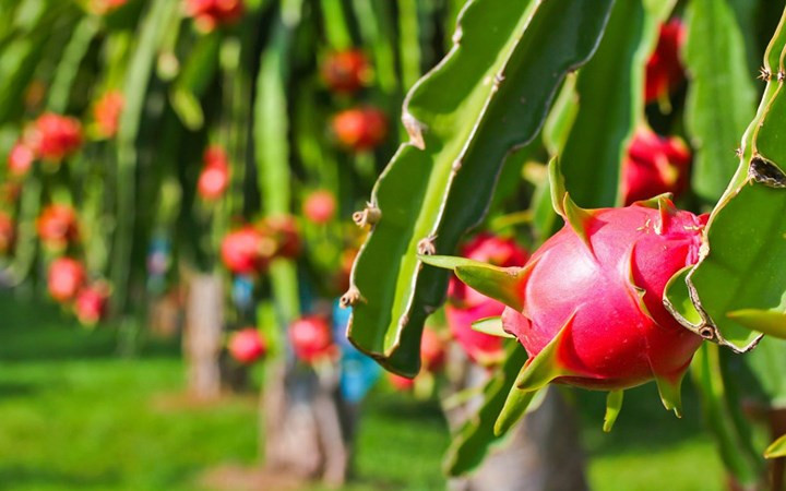Thanh long tươi là một trong những mặt hàng trái cây Việt được ưa chuộng ở nước ngoài. (Ảnh: KT)