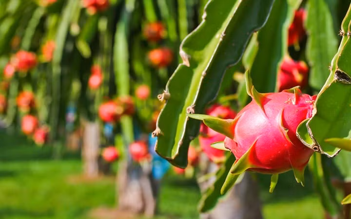 Thanh long tươi là một trong những mặt hàng trái cây Việt được ưa chuộng ở nước ngoài. (Ảnh: KT)