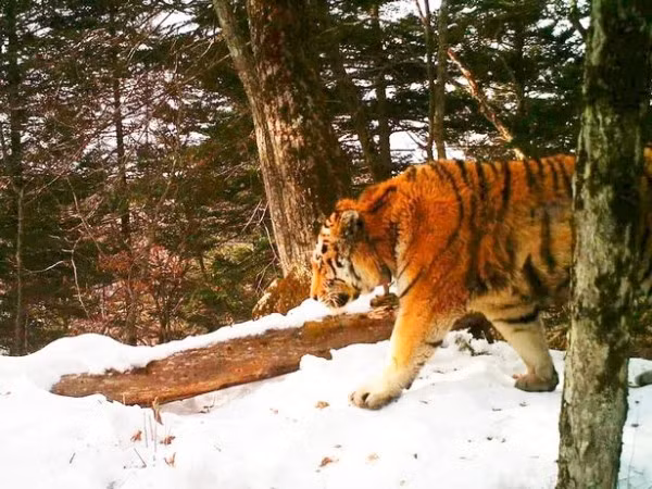 Ho du bi thuong, tim den don bien phong cau cuu con nguoi