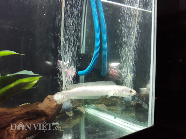 Loài cá này rất thích hợp nuôi để trong các bể kính, bể xi măng để làm cảnh.