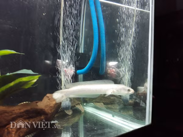 Loài cá này rất thích hợp nuôi để trong các bể kính, bể xi măng để làm cảnh.