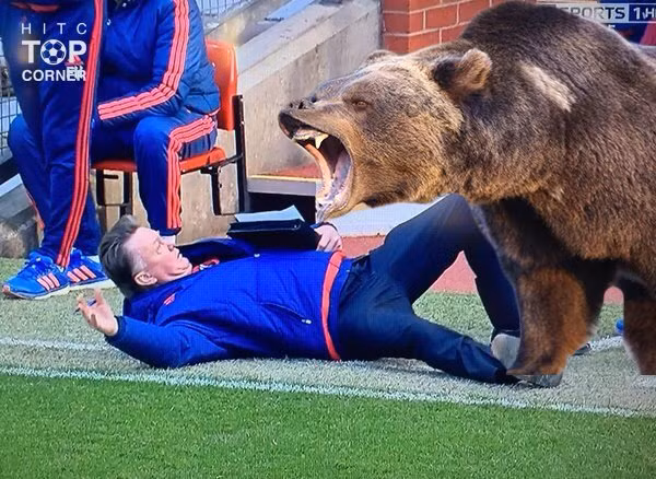 Sự sợ hãi của Van Gaal trước con gấu xám to lớn.
