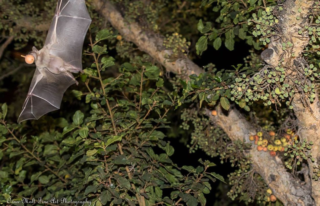 Doi duc dung thuc an de cau hon