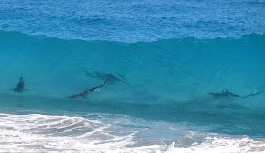 6 diem du lich "dua voi tu than" hut khach