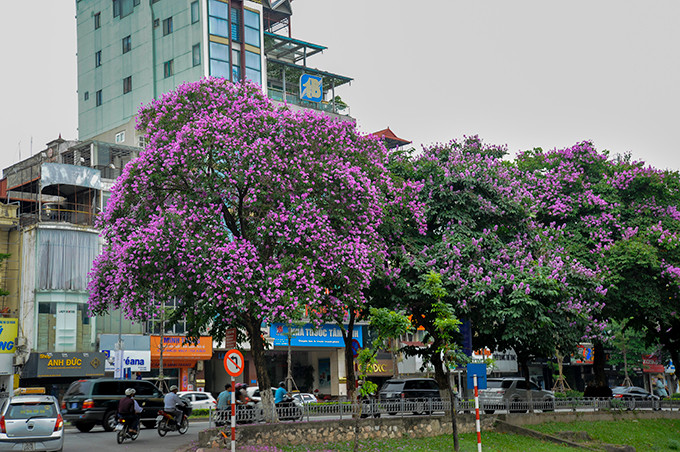 Mùa hè luôn gắn liền với những cơn mưa rào bất chợt, những tiếng ve, màu đỏ của hoa phượng và bên cạnh đó không thể thiếu sắc tím biếc của hoa bằng lăng.