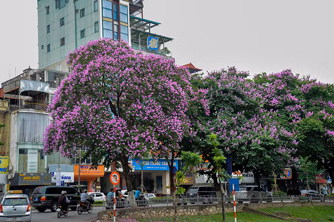Mùa hè luôn gắn liền với những cơn mưa rào bất chợt, những tiếng ve, màu đỏ của hoa phượng và bên cạnh đó không thể thiếu sắc tím biếc của hoa bằng lăng. Mùa hè luôn gắn liền với những cơn mưa rào bất chợt, những tiếng ve, màu đỏ của hoa phượng và bên cạnh đó không thể thiếu sắc tím biếc của hoa bằng lăng.