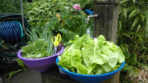 Anh Hùng vui vẻ nói:" Thích nhất đến lúc nấu ăn chỉ cần vài bước chân ra vườn là đã có rau tươi như ý, mà không phải đi chợ xa".