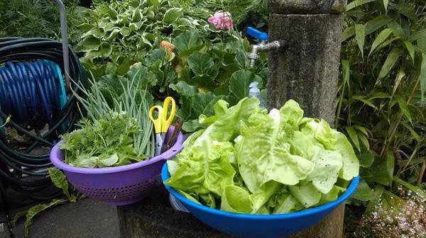 Anh Hùng vui vẻ nói:" Thích nhất đến lúc nấu ăn chỉ cần vài bước chân ra vườn là đã có rau tươi như ý, mà không phải đi chợ xa".