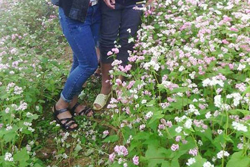 Nhìn những bức ảnh như này chắc hẳn rất nhiều chủ vườn rất xót xa khi những luống hoa của mình ngày đêm chăm sóc mà chỉ trong chốc lát đã trở nên tan tác bởi những vết chân.