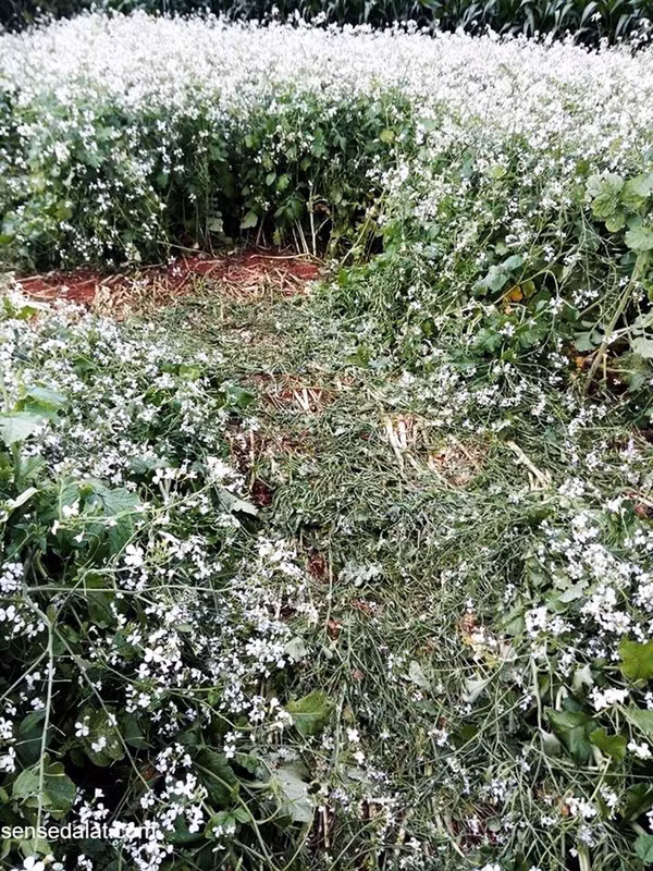 Cảnh vật còn lại sau khi những vị khách đã săn hoa thành công.