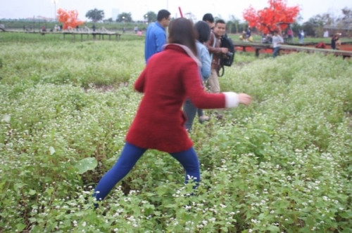 Mặc dù chủ vườn hoa này đã xây cầu để các vị khách đến đây khỏi phải giẫm đạp những luống hoa của mình nhưng một vài bạn trẻ bất chấp để lao xuống, không ngại " vùi hoa dập liễu" chen nhau chụp ảnh.