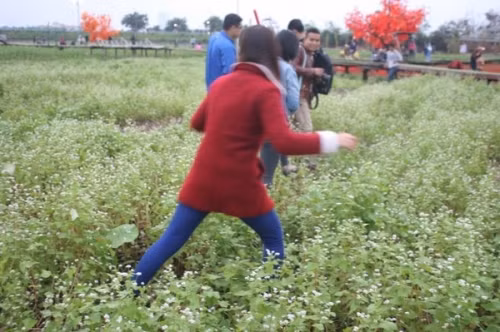 Mặc dù chủ vườn hoa này đã xây cầu để các vị khách đến đây khỏi phải giẫm đạp những luống hoa của mình nhưng một vài bạn trẻ bất chấp để lao xuống, không ngại " vùi hoa dập liễu" chen nhau chụp ảnh.