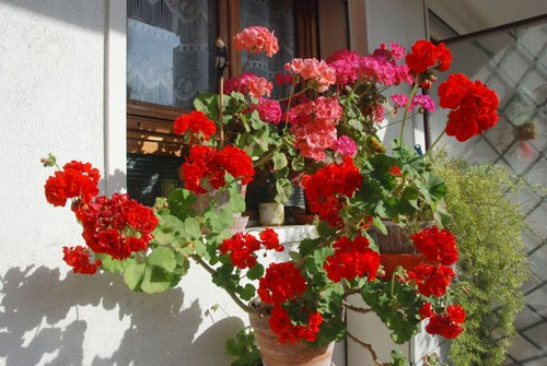 Sau mỗi vụ hoa đậu hạt, ông xã chị giữ lại hạt giống để gieo trồng tiếp vào mùa sau.