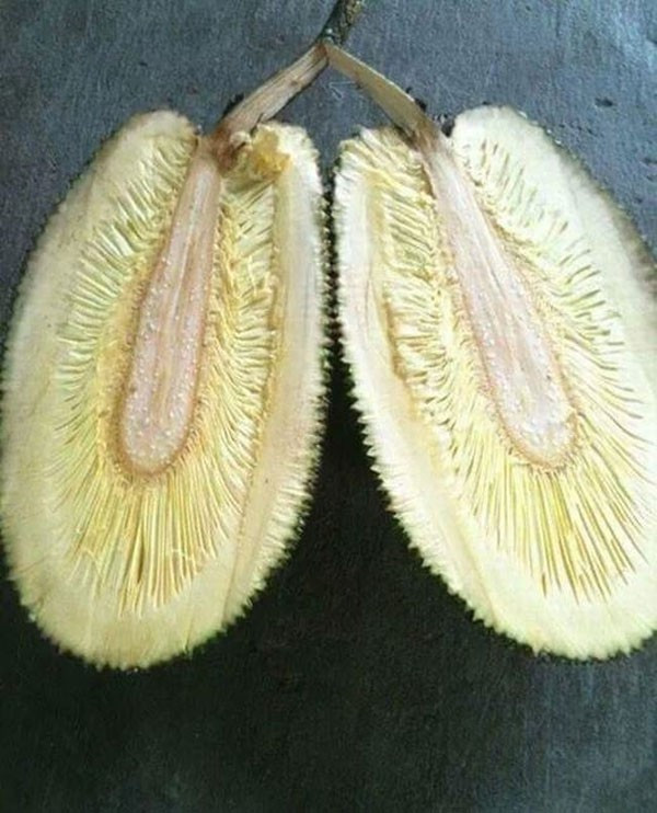 Chuyên gia "đất học" Hà Anh Vũ lại đưa ra lời khuyên: "Nếu giống lớn mà ra trái nhỏ như này thì chắc chắn là do đất rồi. Bạn phải trồng ở chỗ rộng rãi chứ cái chậu bé ti ti thế kia làm sao bắt nó ra quả to cho được trời!".