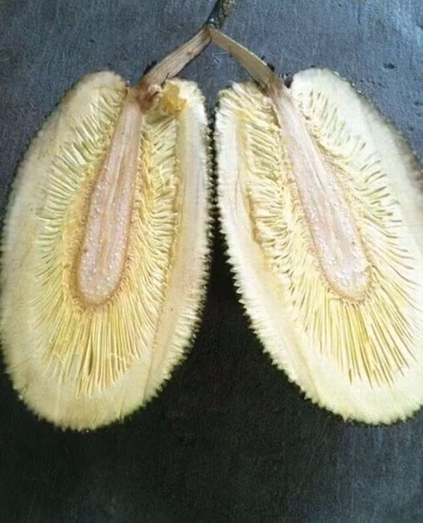 Chuyên gia "đất học" Hà Anh Vũ lại đưa ra lời khuyên: "Nếu giống lớn mà ra trái nhỏ như này thì chắc chắn là do đất rồi. Bạn phải trồng ở chỗ rộng rãi chứ cái chậu bé ti ti thế kia làm sao bắt nó ra quả to cho được trời!".