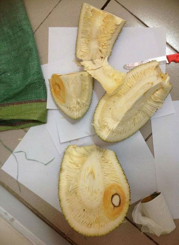 Theo chủ nhân bài đăng, quả dưa tí hon này đã kết trái sau khi bắt đầu gieo trồng được 2 tháng. Mặc dù chưa biết sự "nhầm lẫn" dễ thương này bắt nguồn là do đâu.