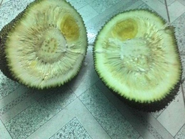 Bên cạnh đó có một số bình luận tỏ ra hoài nghi rằng, rất có thể anh chàng này đã bị mua nhầm giống dưa cảnh. "Mình nghĩ là do mua nhầm giống hoặc do người bán hàng đưa nhầm thôi, chứ loại dưa thường giống to dù không được chăm sóc kĩ nó cũng ít phải to bằng bát tô chứ nhỉ? Bé tin hin thế này đích thị là dưa cảnh rồi", Vũ Anh viết.