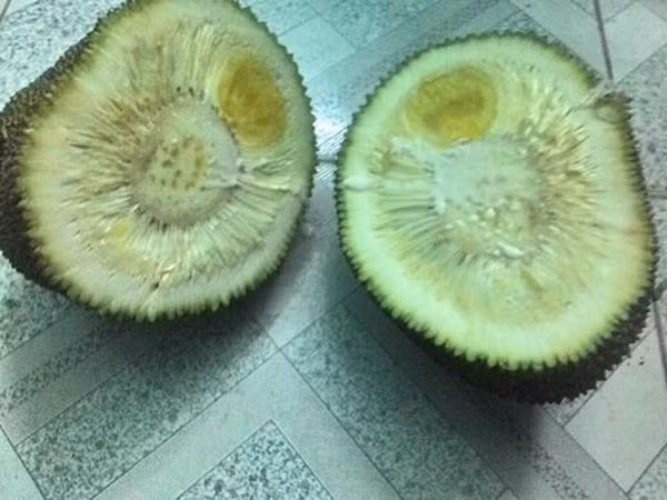 Bên cạnh đó có một số bình luận tỏ ra hoài nghi rằng, rất có thể anh chàng này đã bị mua nhầm giống dưa cảnh. "Mình nghĩ là do mua nhầm giống hoặc do người bán hàng đưa nhầm thôi, chứ loại dưa thường giống to dù không được chăm sóc kĩ nó cũng ít phải to bằng bát tô chứ nhỉ? Bé tin hin thế này đích thị là dưa cảnh rồi", Vũ Anh viết.