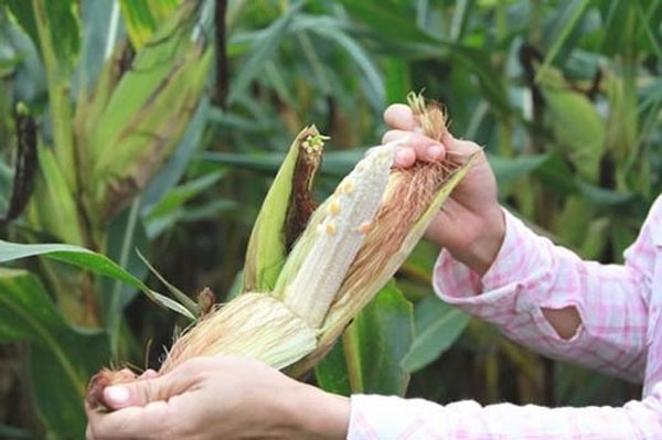 Quay trở về với chàng trai và trái dưa hấu mini, nhiều dân mạng ôm bụng cười và chia sẻ nỗi buồn của anh bạn này bằng những dòng như: "Dễ thương thật sự luôn á. Ta nói đây là trái dưa cháu chắt của Mai An Tiêm đây mà".