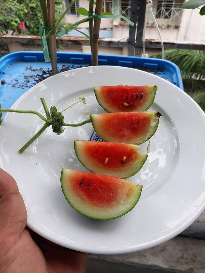 Cuộc sống vốn có nhiều điều hên, xui và kể cả khi bạn học làm "bác nông dân" cũng vậy. Tuy đã cẩn thận chọn lựa loại giống cây trồng thật tốt, đảm bảo sinh sôi, nảy nở ổn định thì cuối cùng mọi chuyện vẫn phải tùy thuộc ý trời.