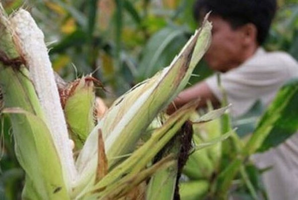 Cũng trong dịp này, nhiều dân mạng cũng được thể khoe những hoa quả mình trồng nhưng khi nhận lại thì chẳng giống như những gì các bác nông dân chính hiệu thu hoạch được.