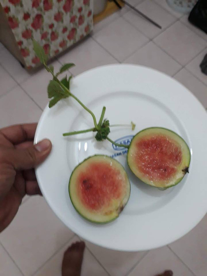 Sau hàng loạt các bài khoe khoang "hoa quả lạ quanh ta" của cư dân mạng như quả giống lạ, hoa độc, lá có hình thù kỳ lạ thì mới đây, màn khoe quả dưa hấu tí hon của chàng trai, lại một lần nữa khiến cộng đồng mạng cười muốn xỉu.