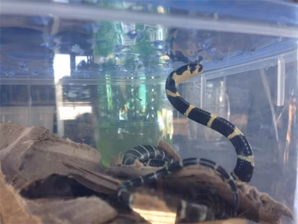 "Đây là con pet chất chơi nhất của tôi. Tôi mua được mấy quả trứng chim về nở ra mấy con rắn con khá đẹp, biết phồng má để tạo dáng. Hỏi ra mới biết hổ mang chúa. Con gì cũng được thế nào lại là con được mệnh danh kẻ mang theo địa ngục. Thế mà ở với nhau được lâu phết.