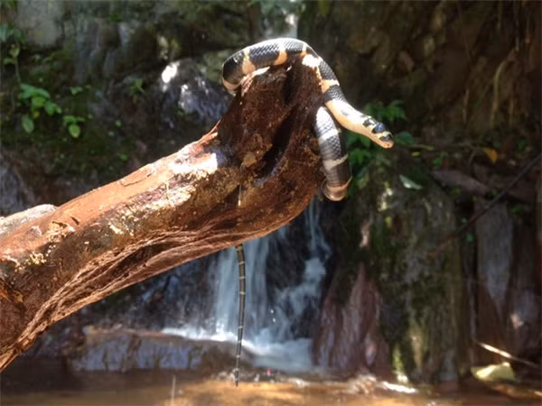 Nó không hôn tặng tôi cái nào. Tôi thả nó về rừng cách nhà 70km rồi. Thả gần sợ người ta bắt. Đây là ảnh tôi chụp lại cung đường khá đẹp, chả biết vui hay buồn nữa. Đừng có bảo tôi nhọ nhé, chả qua tò mò không gặp thời thôi", Văn Linh chia sẻ.