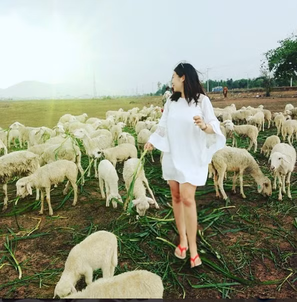 Ban đầu, các hộ nuôi cừu chủ yếu là để bán lấy thịt và lông. Tuy nhiên sau khi có du khách tìm đến để chụp ảnh và tham quan thì người dân đã làm dịch vụ phục vụ du khách. Ảnh: montran109.