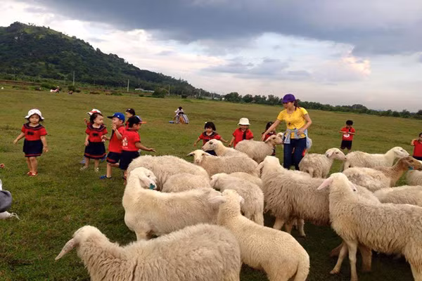 Một lưu ý nho nhỏ cho các bạn trẻ khi tới cánh đồng cừu gần Vũng Tàu để chụp được những tấm hình ưng ý, du khách nên nhờ những người chăn cừu hỗ trợ trong việc lùa cừu. Tránh tự tiện xông vào giữa đàn cừu tạo dáng chụp ảnh, đàn cừu sẽ sợ và chạy mất. Ảnh: Tiên duyên.